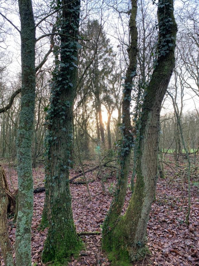 'T Holten Huus - Puur Genieten In Het Bos. Norg Εξωτερικό φωτογραφία